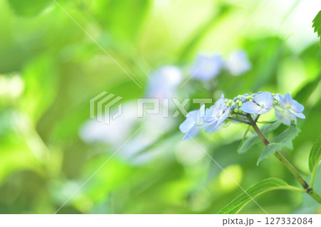 梅雨時期の花　紫陽花 127332084