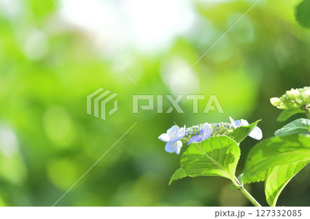 梅雨時期の花 紫陽花 梅雨時期の花 紫陽花 127332085