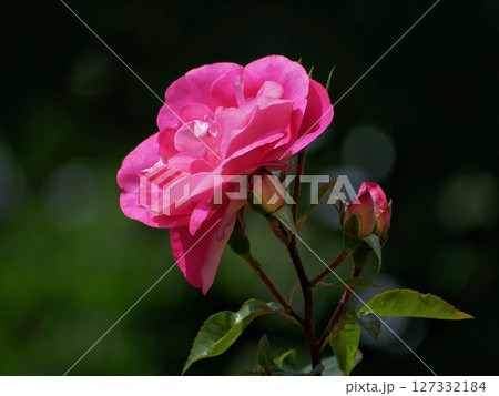Westerland Polyantha rose flower. Pink rose bloom close up Westerland Polyantha rose flower. Pink rose bloom close up 127332184