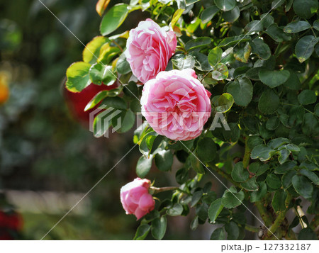 Westerland Polyantha rose flowers. Pink roses bloom close up 127332187