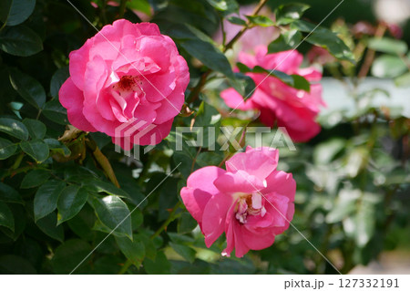 Westerland Polyantha rose flowers. Pink roses bloom close up Westerland Polyantha rose flowers. Pink roses bloom close up 127332191