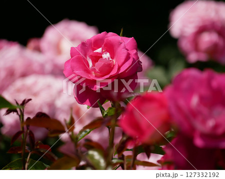 Westerland Polyantha rose flowers. Pink roses bloom close up Westerland Polyantha rose flowers. Pink roses bloom close up 127332192