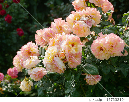 Westerland Polyantha rose flowers. Peach-colored roses bloom 127332194