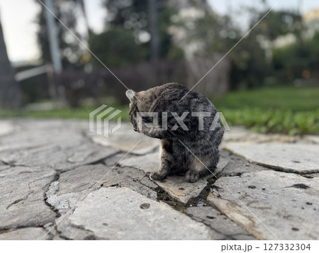 street cat walks through the evening city. High quality photo 127332304