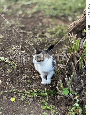 street cat walks through the evening city. High quality photo 127332305