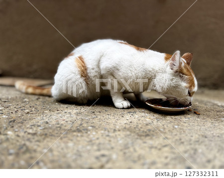 street cat walks through the evening city. High quality photo street cat walks through the evening city. High quality photo 127332311