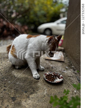 street cat walks through the evening city. High quality photo 127332368
