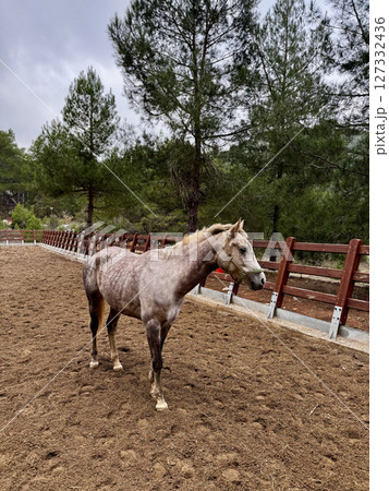 horse walks on a farm pine trees autumn. High quality photo 127332436