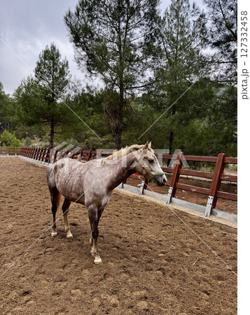 horse walks on a farm pine trees autumn. High quality photo 127332458