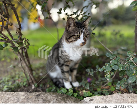 street cat walks through the evening city. High quality photo 127332470