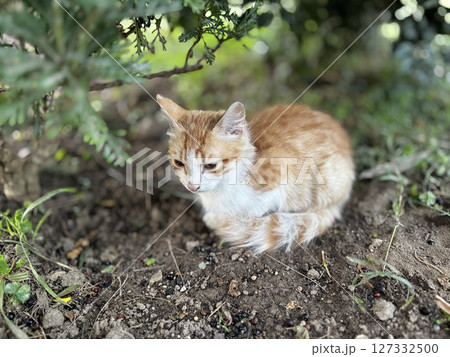 street cat walks through the evening city. High quality photo 127332500