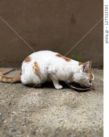 street cat walks through the evening city. High quality photo street cat walks through the evening city. High quality photo 127332501