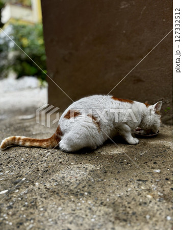 street cat walks through the evening city. High quality photo street cat walks through the evening city. High quality photo 127332512