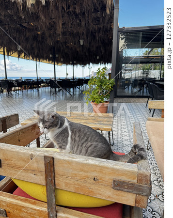 street cat walks through the evening city. High quality photo street cat walks through the evening city. High quality photo 127332523