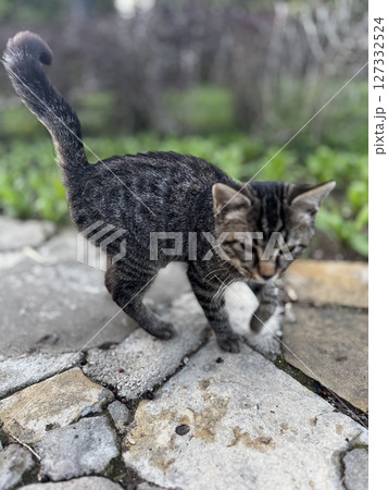 street cat walks through the evening city. High quality photo street cat walks through the evening city. High quality photo 127332524