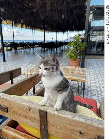 street cat walks through the evening city. High quality photo 127332586
