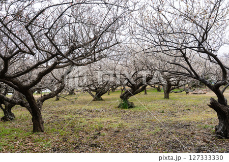 横芝光町の坂田城跡の梅林 127333330
