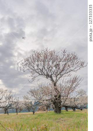 横芝光町の坂田城跡の梅林 127333335