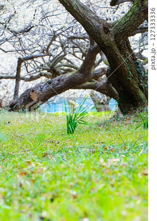横芝光町の坂田城跡の梅林とスイセン 横芝光町の坂田城跡の梅林とスイセン 127333336