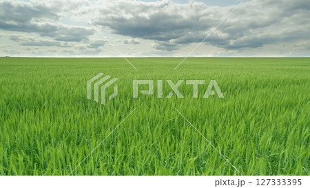 Lush and Vibrant Green Fields Under a Dull and Cloudy Sky That Brings Tranquility Lush and Vibrant Green Fields Under a Dull and Cloudy Sky That Brings Tranquility 127333395
