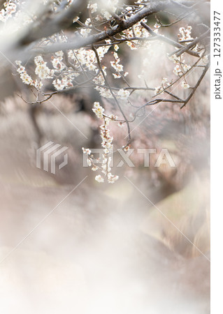 光の中に浮かぶ白梅 127333477