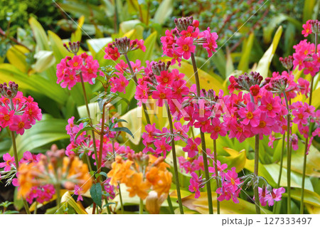 Colourful Candelabra Primulas flowering in a garden Colourful Candelabra Primulas flowering in a garden 127333497