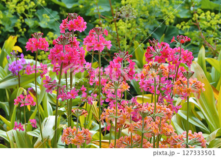 Colourful Candelabra Primulas flowering in a garden 127333501