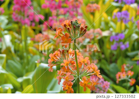 Colourful Candelabra Primulas flowering in a garden 127333502