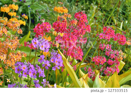 Colourful Candelabra Primulas flowering in a garden 127333515
