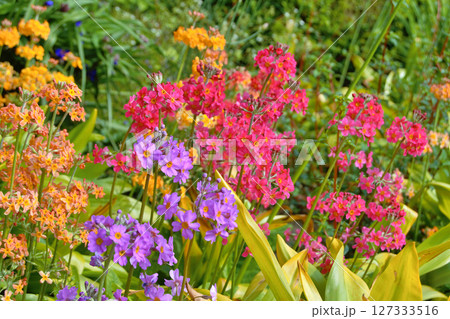 Colourful Candelabra Primulas flowering in a garden 127333516