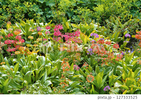 Colourful Candelabra Primulas flowering in a garden Colourful Candelabra Primulas flowering in a garden 127333525