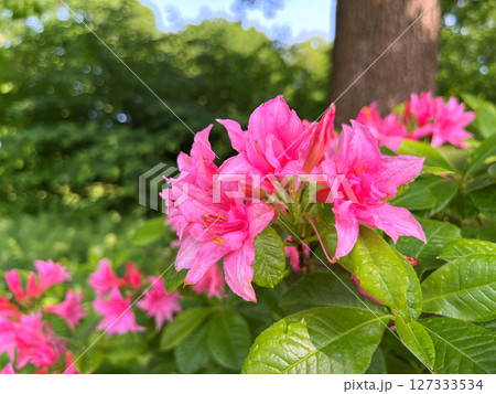 Azalea or rhododendron flowers in the city park(garden) 127333534