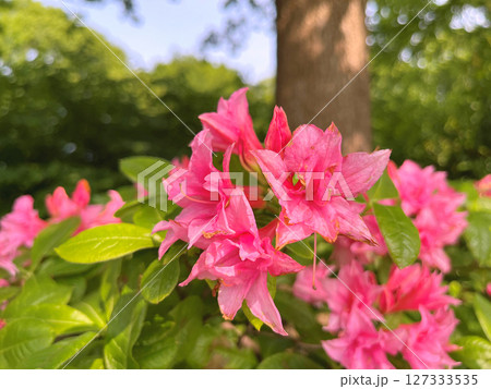 Azalea or rhododendron flowers in the city park(garden) Azalea or rhododendron flowers in the city park(garden) 127333535