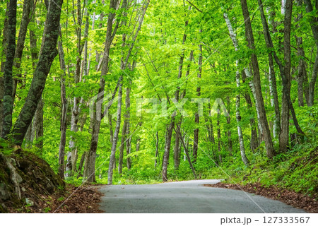 爽やかな新緑の中を行く道「奥飛騨温泉郷・鍋平高原」 127333567