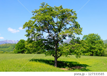 新緑の木々と広い草原 127333585