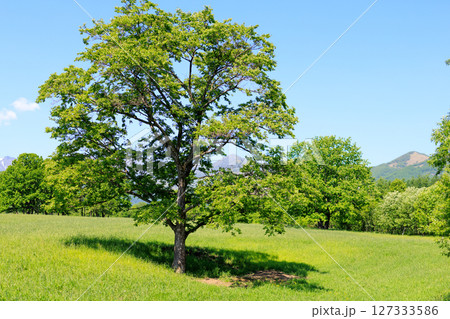 新緑の木々と広い草原 127333586