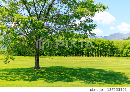 新緑の木々と広い草原 127333591