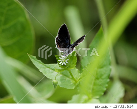 葉に止まるシジミチョウ科ツバメシジミ 127333614