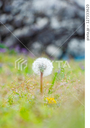 梅林に咲く綿毛のたんぽぽ 梅林に咲く綿毛のたんぽぽ 127333620