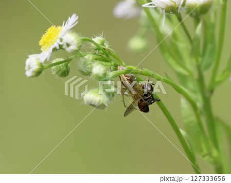 ササグモの狩り 127333656