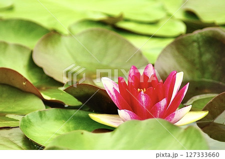静寂に咲く赤い睡蓮の花 静寂に咲く赤い睡蓮の花 127333660