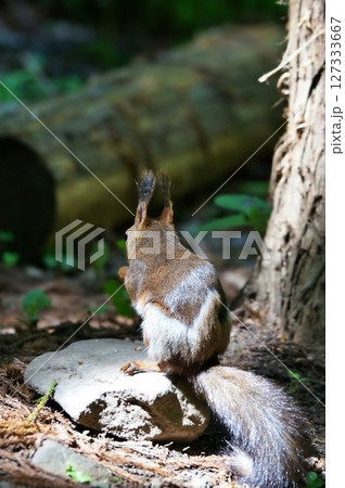 エゾリスの後ろ姿 127333667