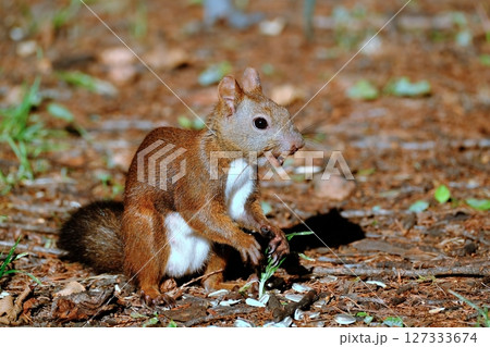 北海道の公園に生息する野生のエゾリス 127333674