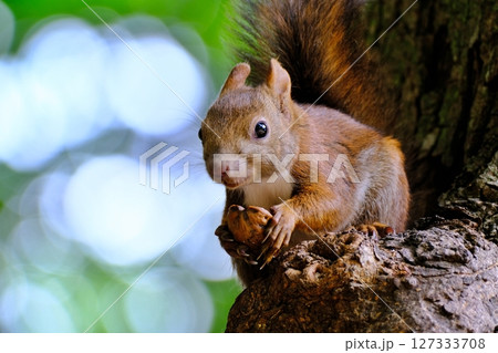 北海道の公園に生息する野生のエゾリス 127333708