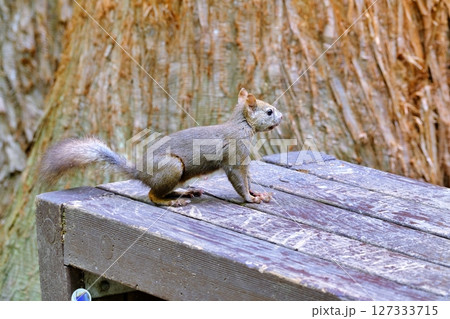北海道の公園に生息する野生のエゾリス 127333715