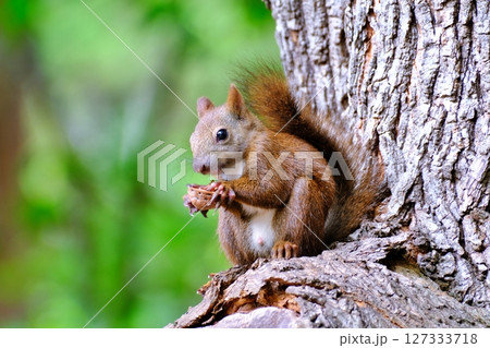 北海道の公園に生息する野生のエゾリス 127333718