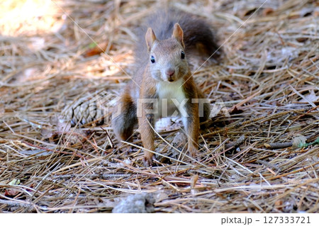 北海道の公園に生息する野生のエゾリス 127333721