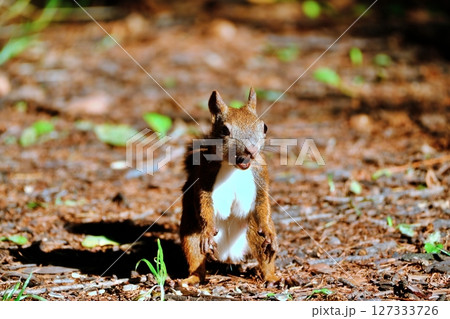 北海道の公園に生息する野生のエゾリス 127333726