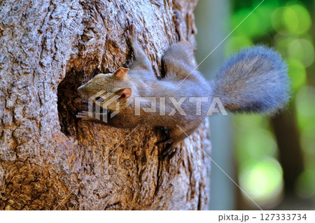 北海道の公園に生息する野生のエゾリス 北海道の公園に生息する野生のエゾリス 127333734