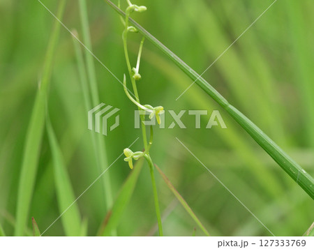地生蘭ラン科コバノトンボソウの花 127333769